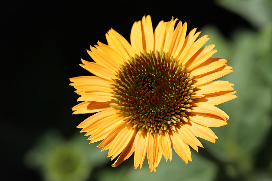 Yellow Sunshine Echinacea Photograph by Tammy Pool