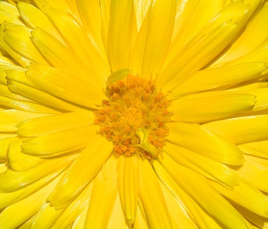 Yellow Sunshine Photograph by Gallery Of Hope 