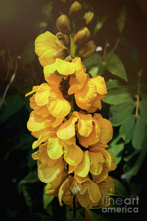 Yellow Sunshine Photograph
