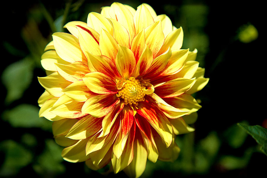 Yellow Flower Photograph - Yellow Sunshine by Milena Ilieva