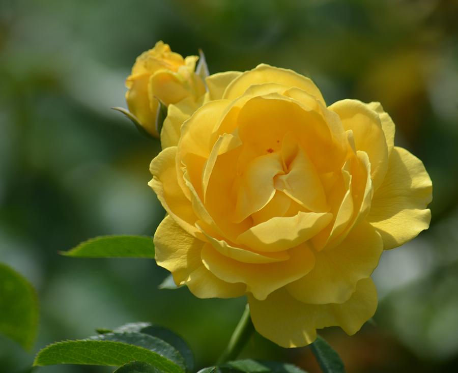 Yellow Sunshine Rose Photograph by Maria Urso