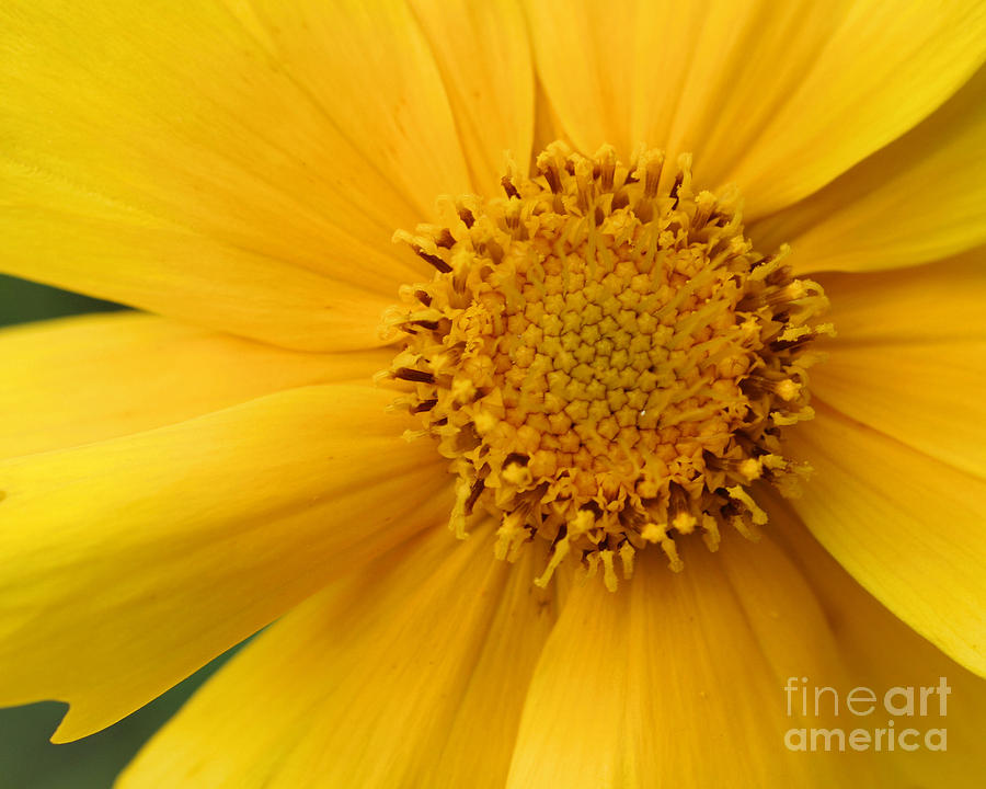 Yellow Sunshine Photograph by Smilin Eyes Treasures