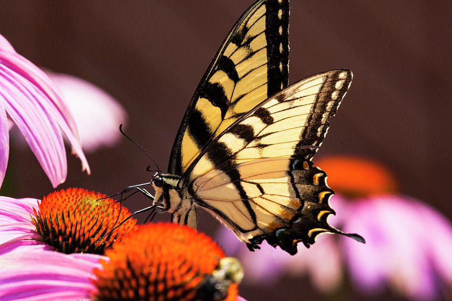 Nature Photograph - Yellow Swallowtail 4 by Pete Federico Nature Photograph - Yellow Swallowtail 4 by Pete Federico