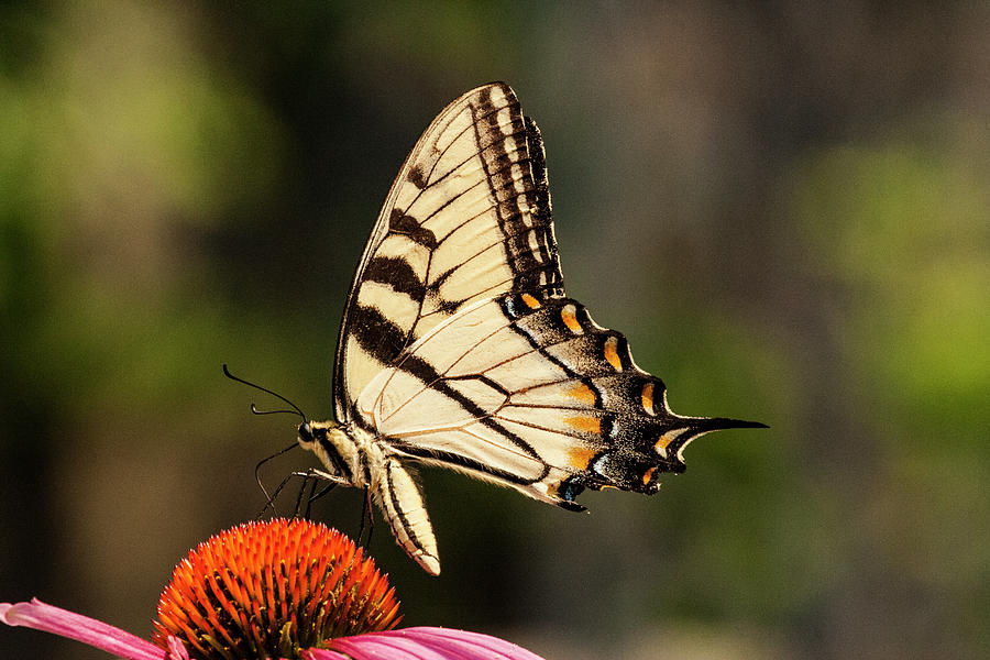 Nature Photograph - Yellow Swallowtail 5 by Pete Federico Nature Photograph - Yellow Swallowtail 5 by Pete Federico