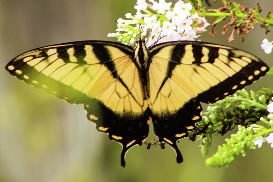 Nature Photograph - Yellow Swallowtail 6 by Pete Federico Nature Photograph - Yellow Swallowtail 6 by Pete Federico