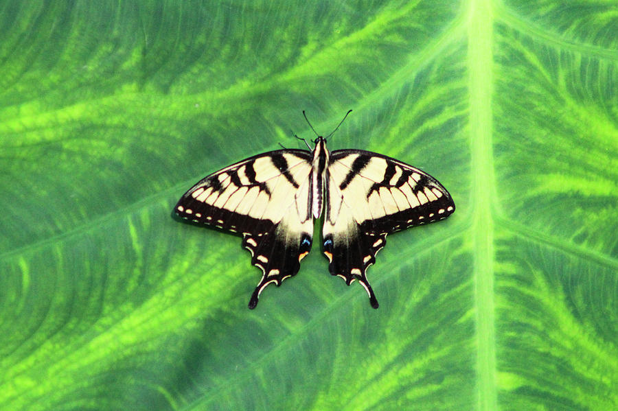 Nature Photograph - Yellow Swallowtail 7 by Pete Federico Nature Photograph - Yellow Swallowtail 7 by Pete Federico