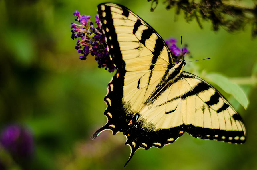 Yellow Swallowtail Photograph by Bruce Pritchett
