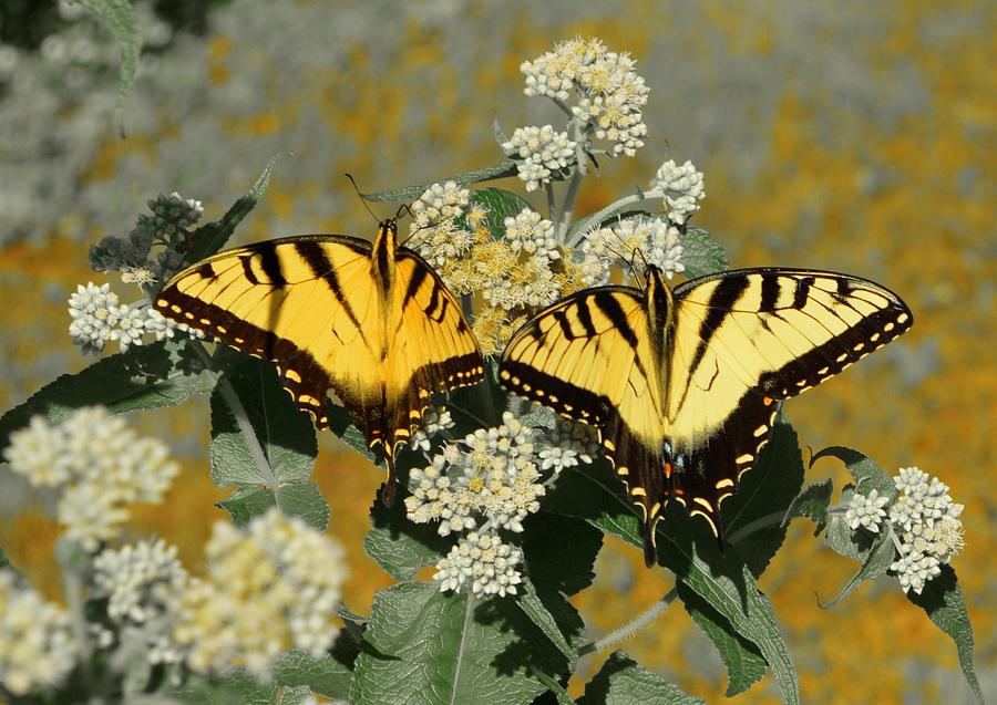 Nature Photograph - Yellow Swallowtail Butterflies by Kimberly Benedict