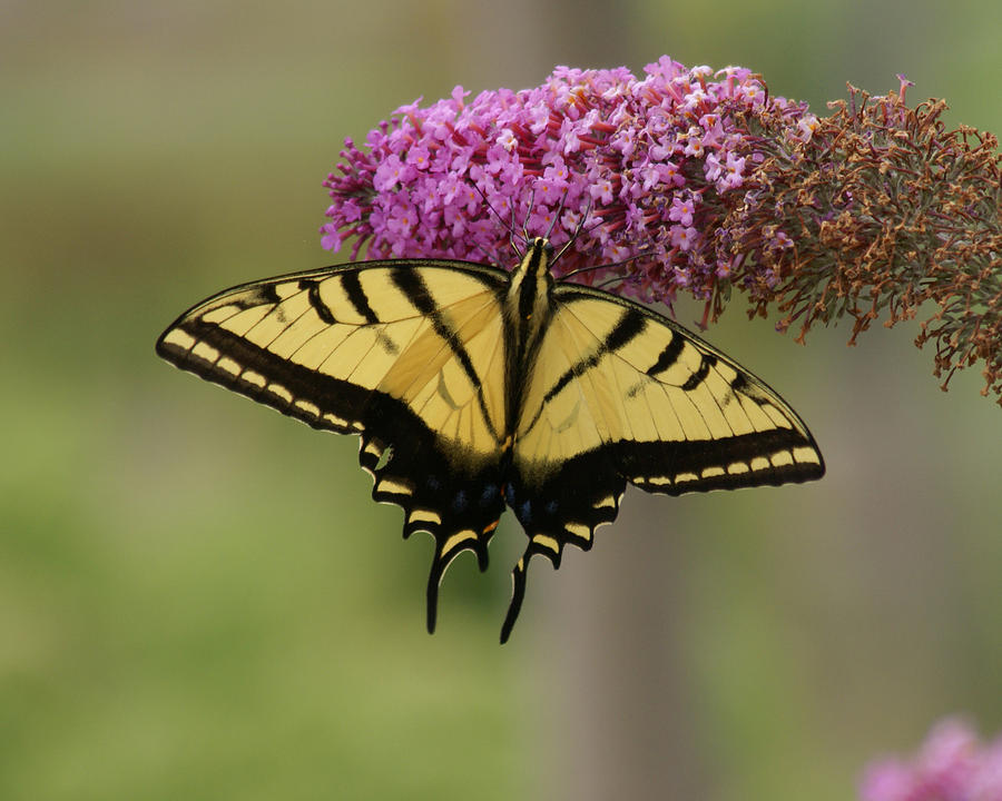Butterfly Photograph - Yellow Swallowtail Butterfly by D Winston
