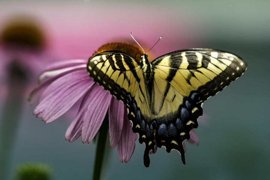 Butterfly Photograph - Yellow Swallowtail Butterfly II by Pete Federico Butterfly Photograph - Yellow Swallowtail Butterfly II by Pete Federico