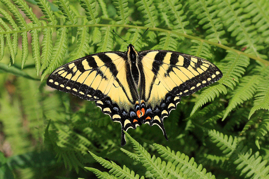 Yellow Swallowtail Butterfly In The Woods Of Sherbrooke Quebec Canada Photograph by Pierre Leclerc Photography