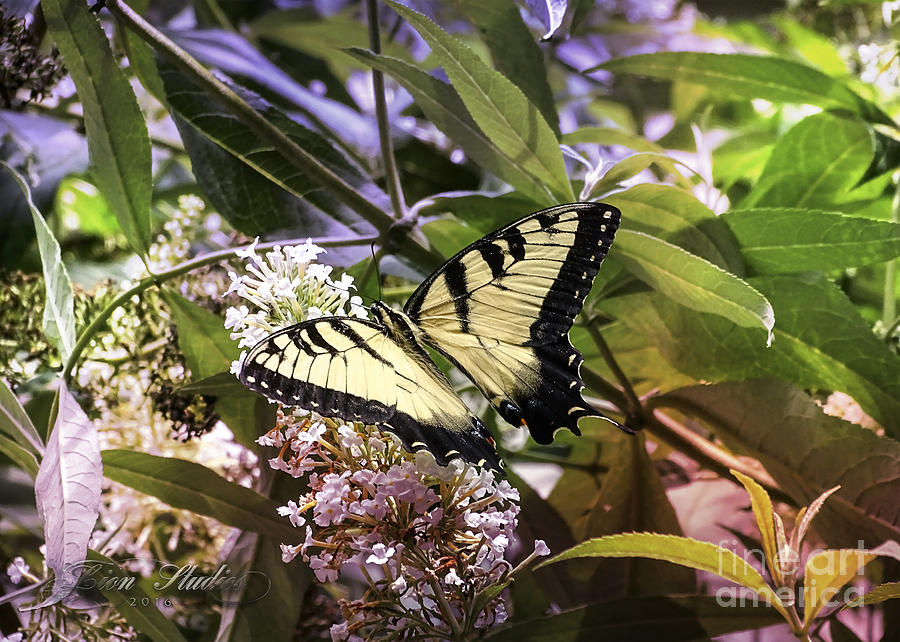Yellow SwallowTail Butterfly Photograph by Melissa Messick