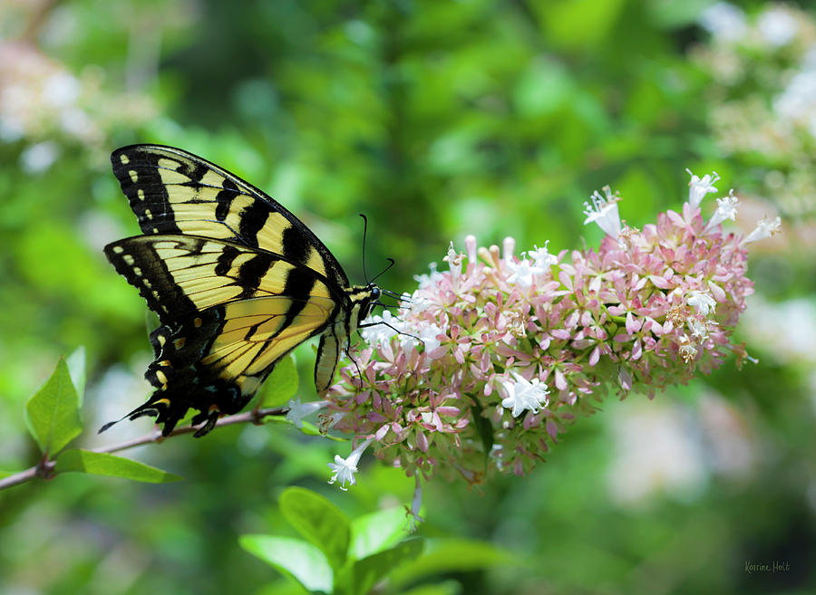 Yellow Swallowtail Butterfly On Bush Photograph