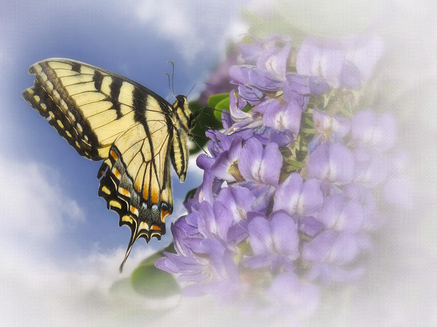 Yellow Swallowtail Butterfly on Mountain Laurel Photograph by David and Carol Kelly
