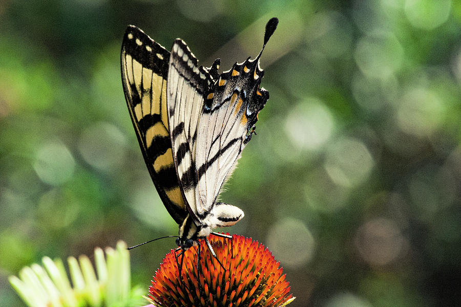 Nature Photograph - Yellow Swallowtail 3 by Pete Federico Nature Photograph - Yellow Swallowtail 3 by Pete Federico