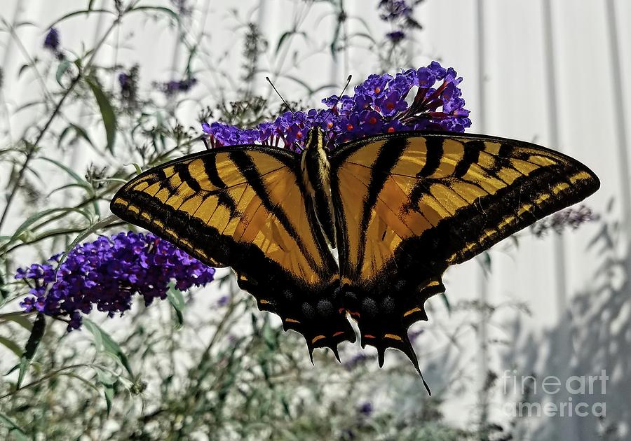 Yellow Swallowtail Photograph by Jon Burch Photography