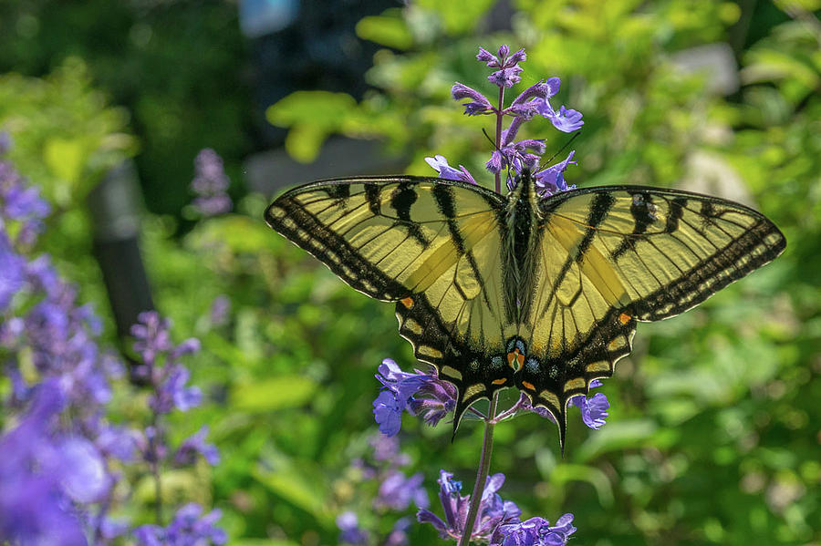 Yellow Swallowtail Photograph by Linda Howes