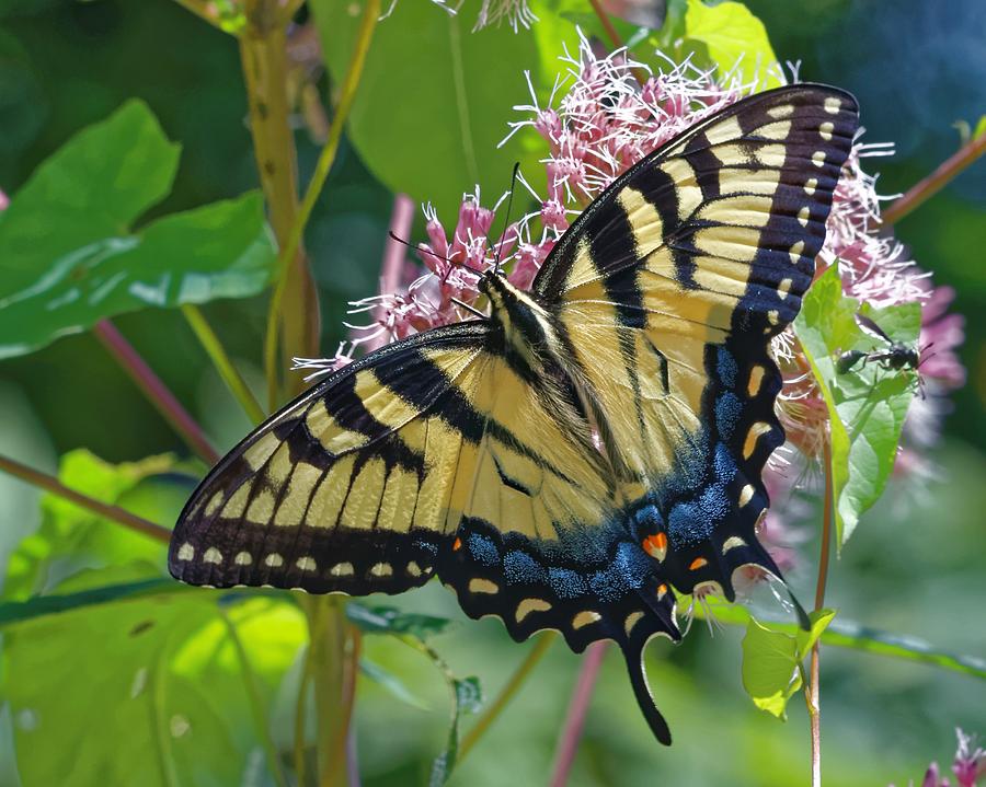 Tiger Swallowtail near East Fork Overlook Photograph by David Rowe ...