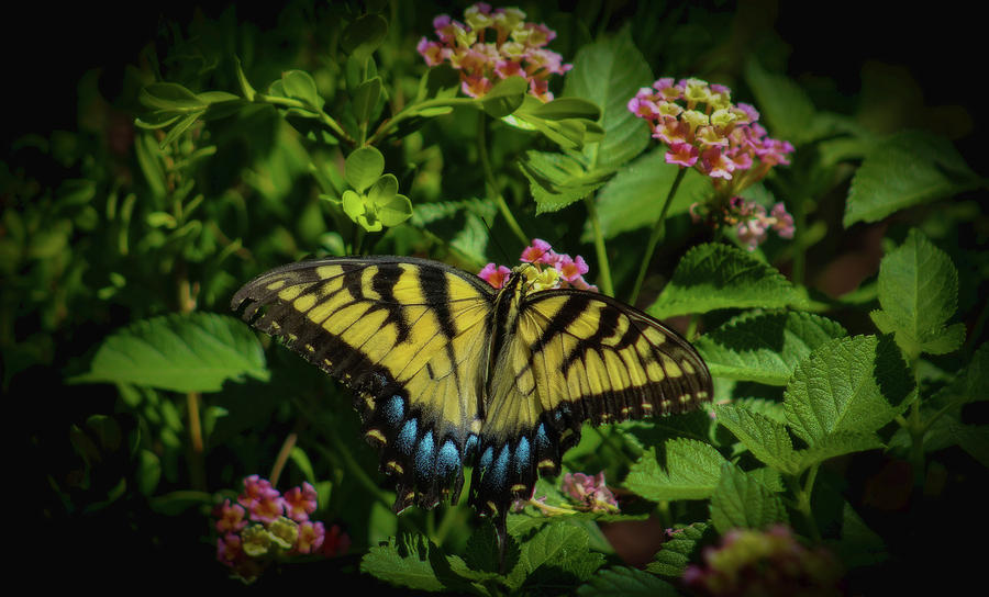 Yellow Swallowtail Photograph by Ola Allen