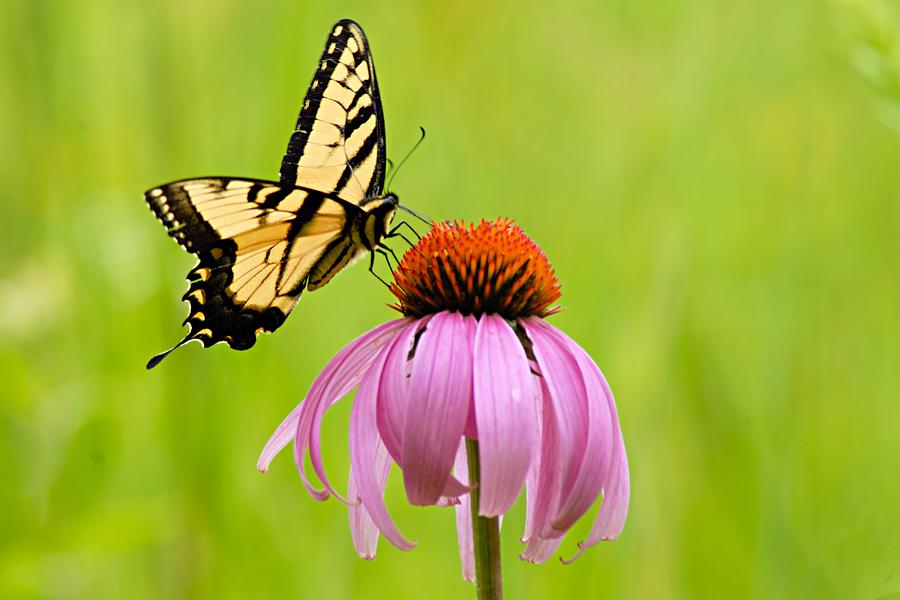 Yellow Swallowtail on Cone Flower Photograph by Larry Ricker