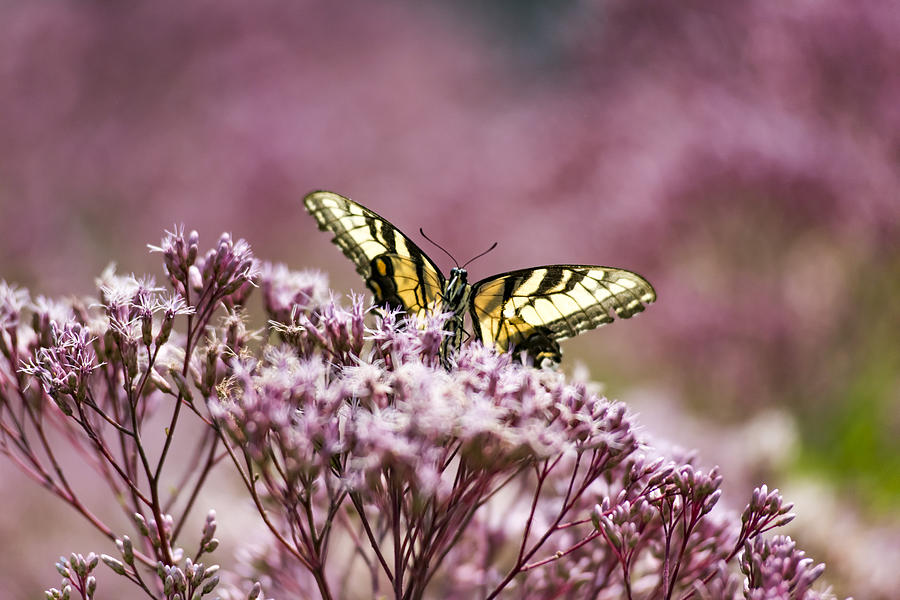 Yellow Swallowtail on Joe Pyeweed Photograph by Amanda Kleinman - Fine ...