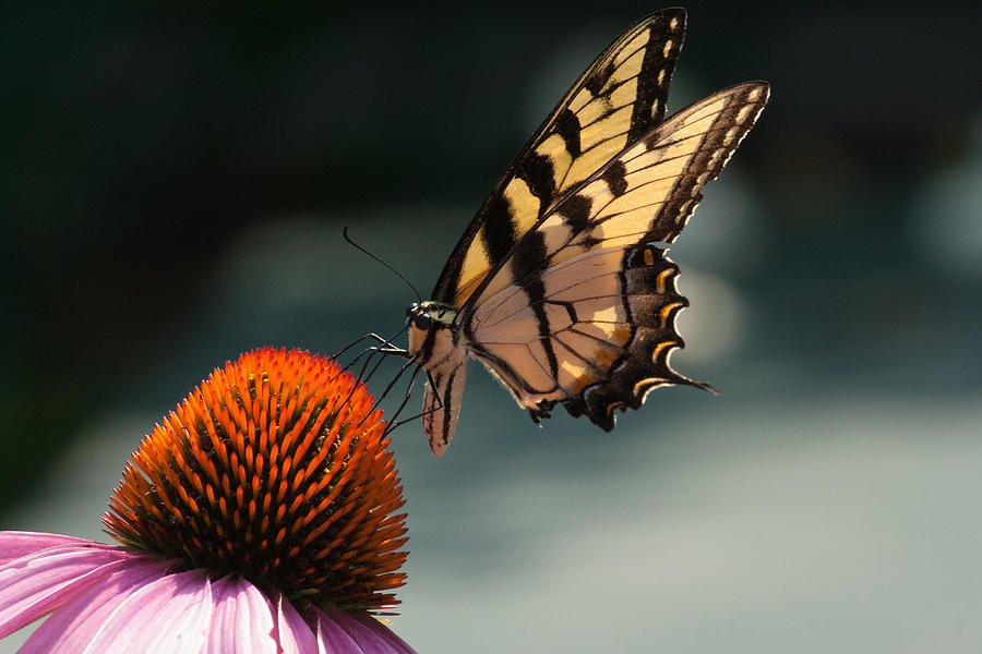 Nature Photograph - Yellow Swallowtail by Pete Federico Nature Photograph - Yellow Swallowtail by Pete Federico