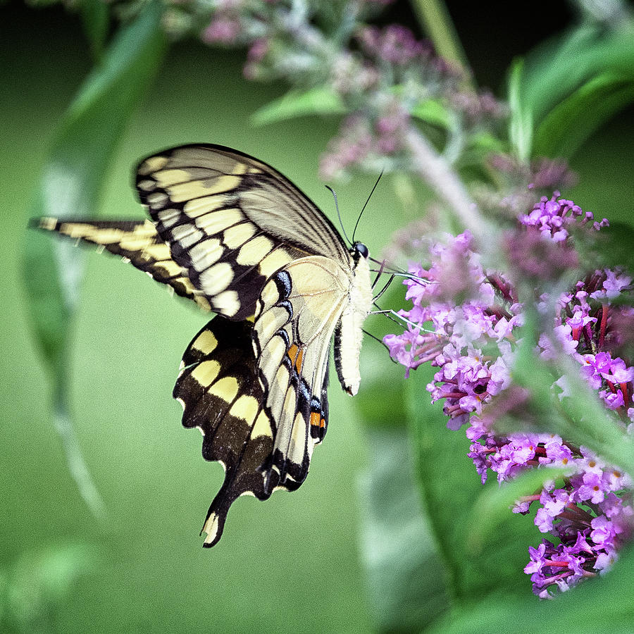 Butterfly Photograph - Yellow Swallowtail by Winnie Chrzanowski