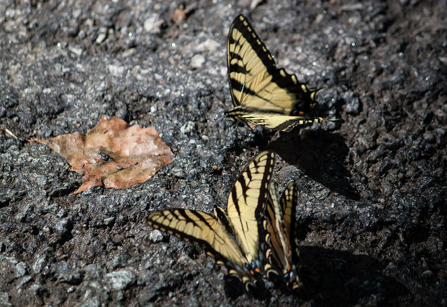 Yellow Swallowtails II Photograph by Suzanne Gaff