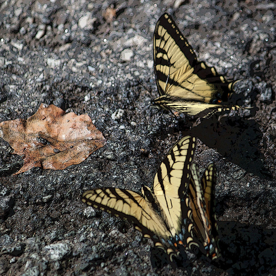 Yellow Swallowtails III Squared Photograph by Suzanne Gaff