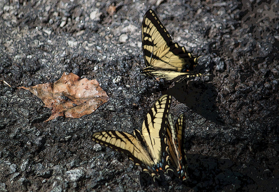 Yellow Swallowtails III Photograph by Suzanne Gaff
