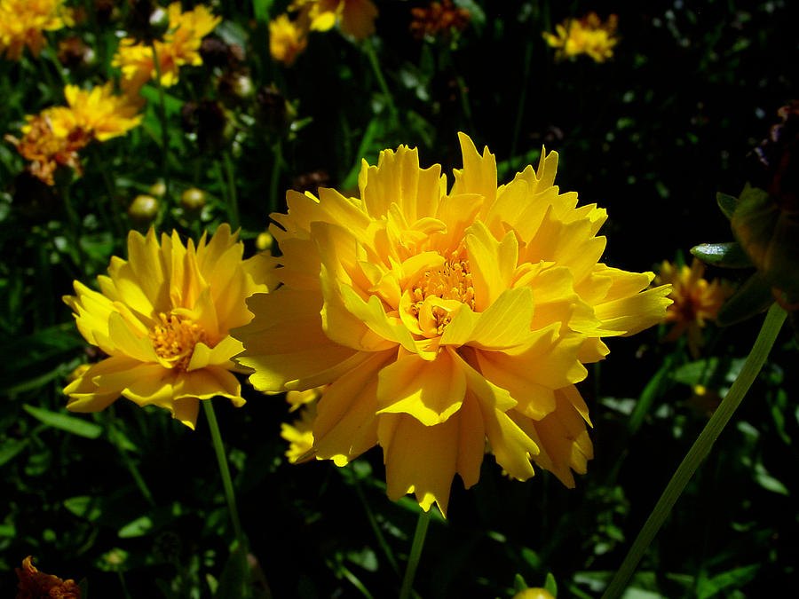 Flower Photograph - Yellow Symphony by Edan Chapman Flower Photograph - Yellow Symphony by Edan Chapman