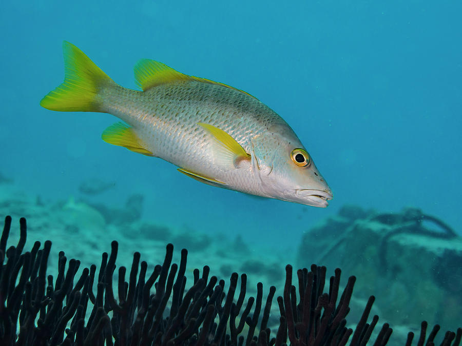 Yellow Tail Snapper Photograph by Jean Noren