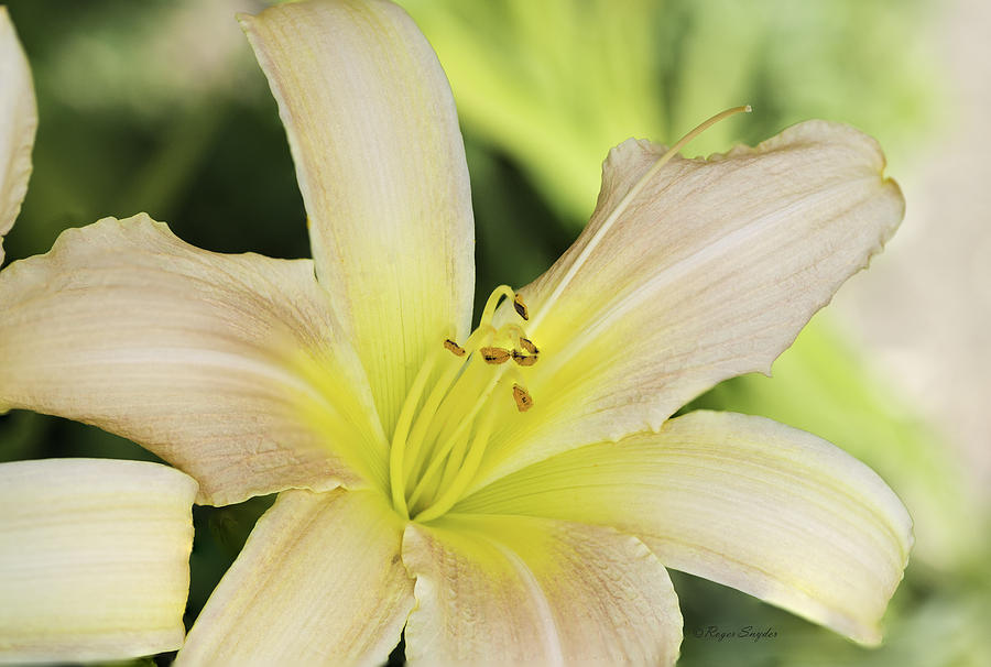 Yellow Tan Lily 1 Photograph by Roger Snyder