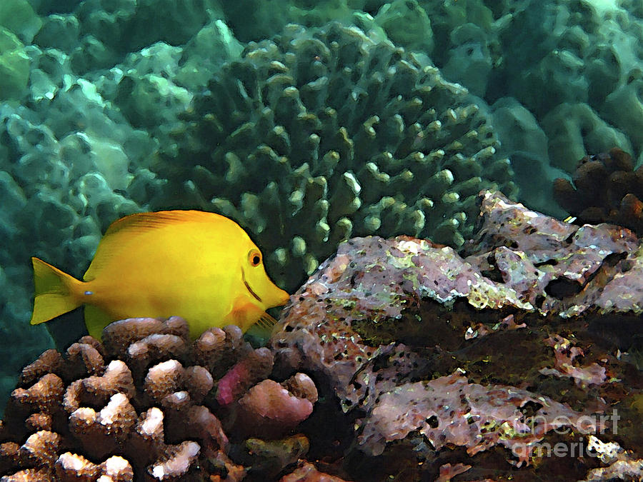Yellow Tang on the Reef Photograph by Bette Phelan