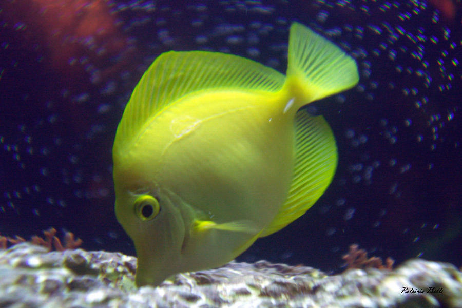 Yellow Tang Photograph by Patricia Betts | Fine Art America