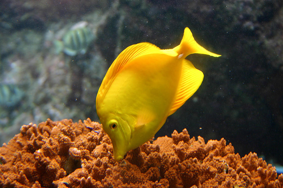 Fish Photograph - Yellow Tang tropical fish Maui Hawaii by Pierre Leclerc Photography