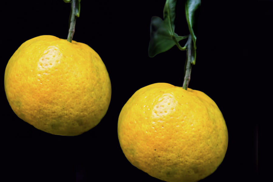 Yellow Tangerines Photograph by Steven Parker