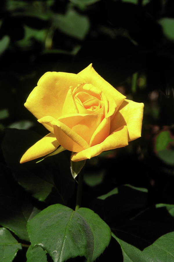 Yellow Tea Rose Photograph by Sally Weigand