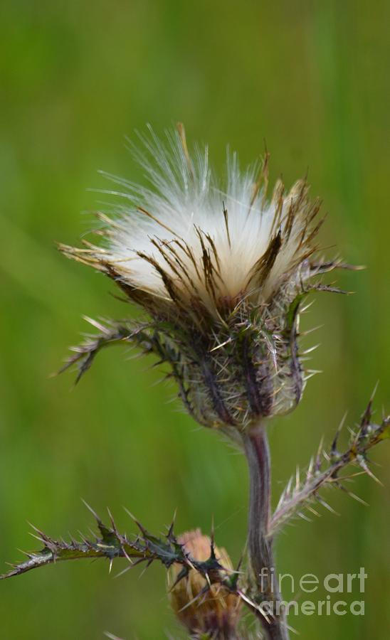 Nature Photograph - Yellow Thistle Feathers by Maria Urso