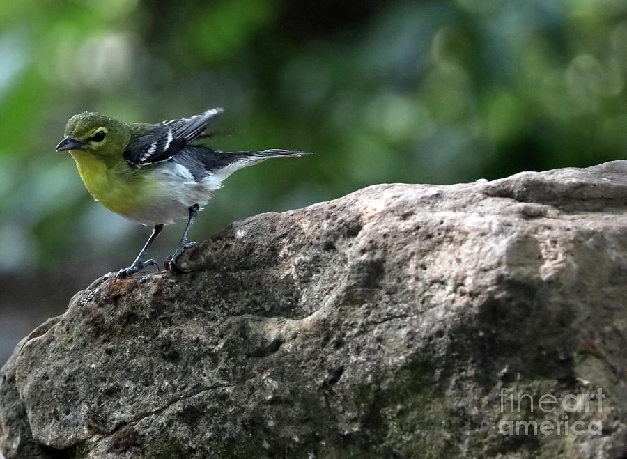 Yellow-throated Vireo Photograph by Elizabeth Winter