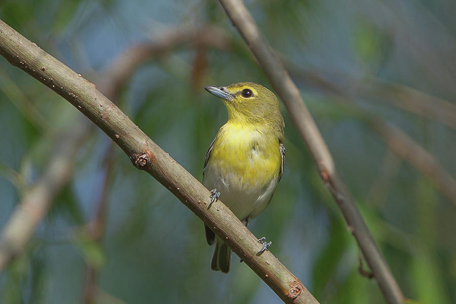 Yellow-throated Vireo Photograph