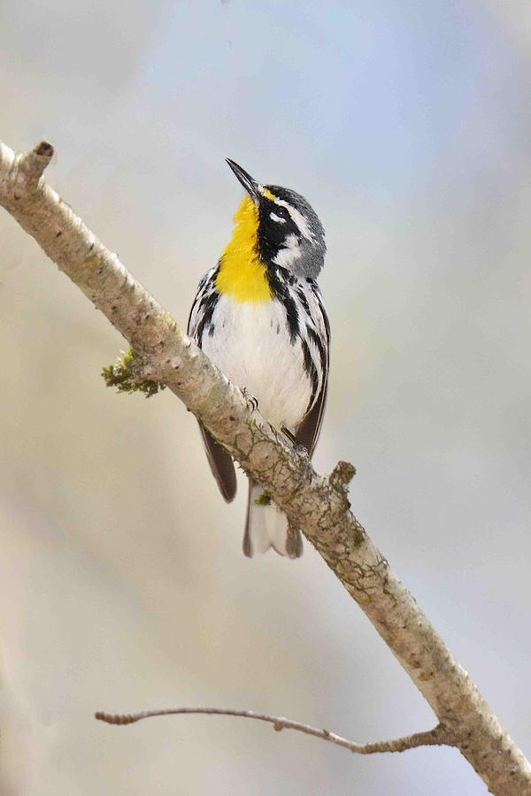 Warbler Photograph - Yellow-throated Warbler by Alan Lenk