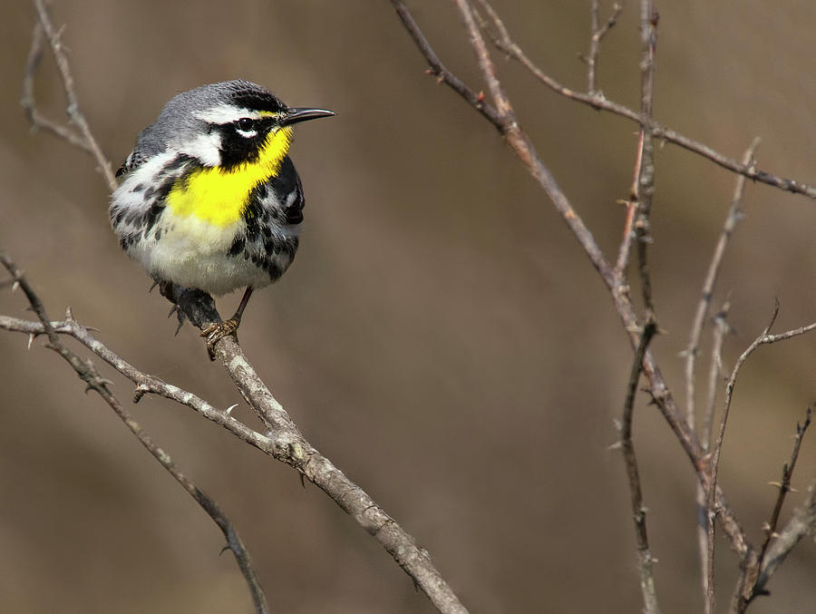 Yellow-throated Warbler Photograph by Art Cole