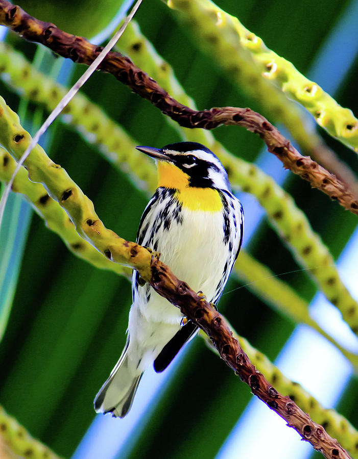 Bird Photograph - Yellow Throated Warbler by Dee Johnson