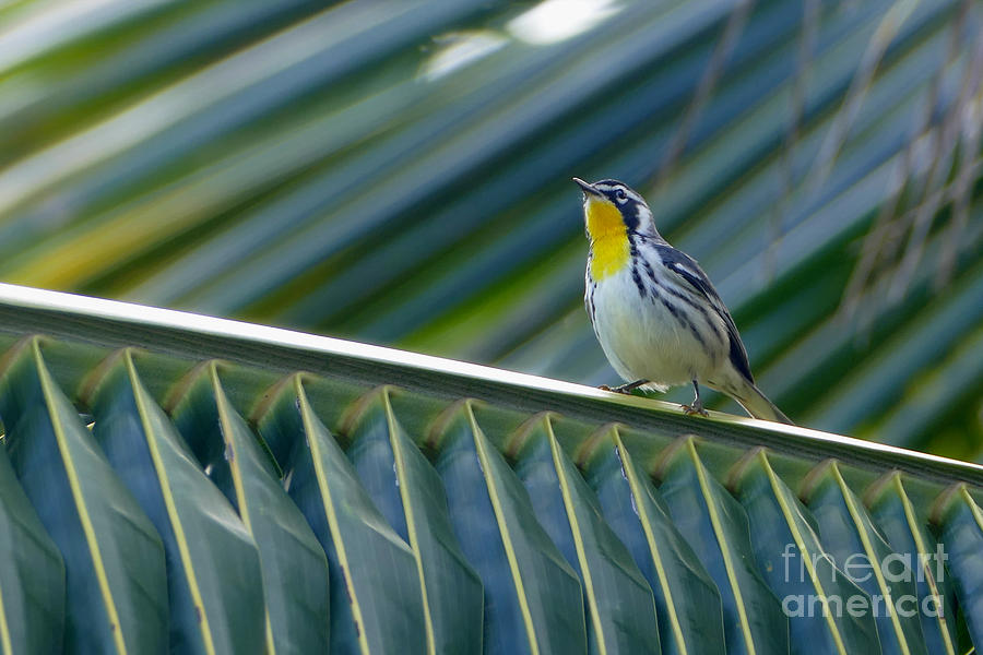 Yellow-Throated Warbler in a Palm Tree Photograph by Catherine Sherman