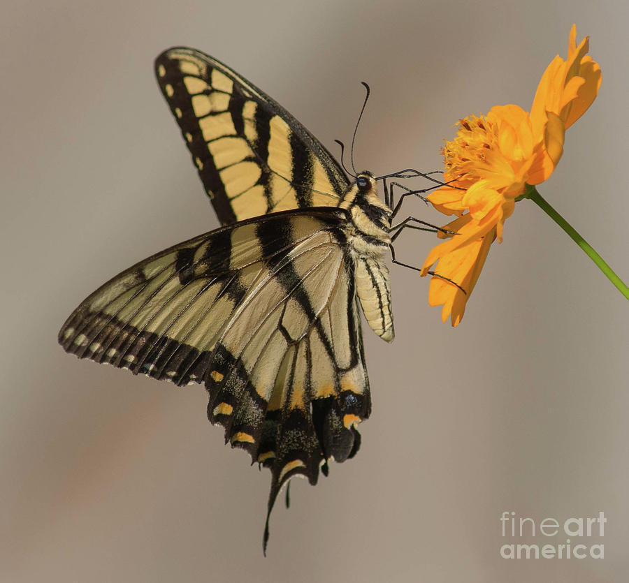 Eastern tiger swallowtail  or Papillio glaucus Photograph by Barry Bohn