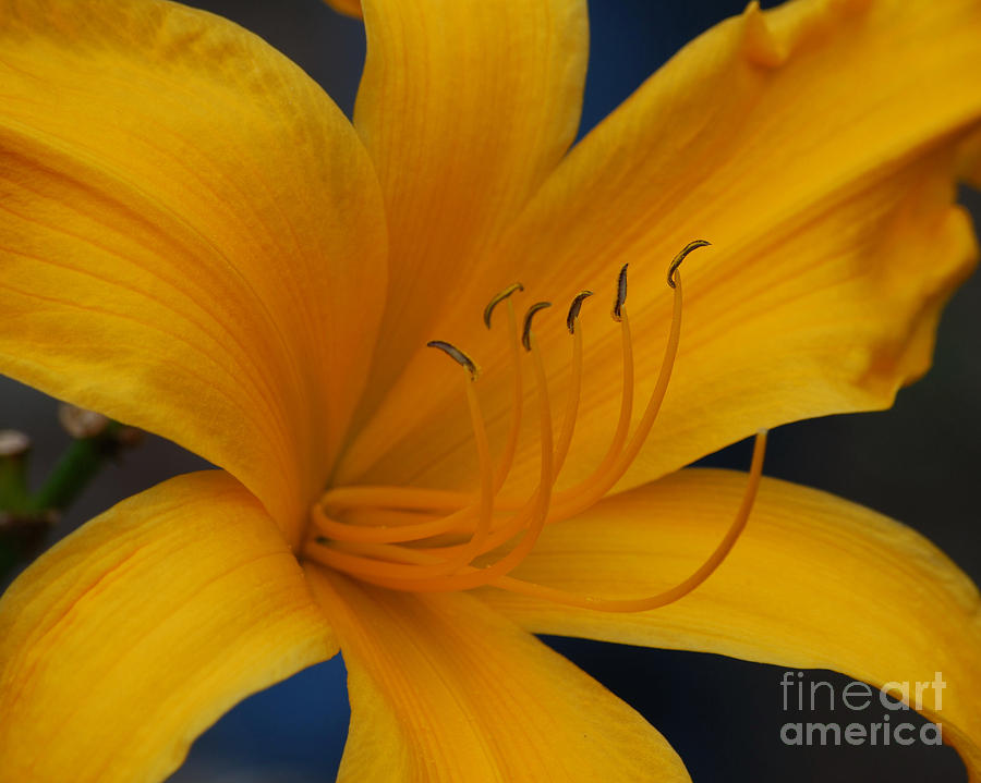 Yellow Tiger Lilly Photograph by Grace Grogan