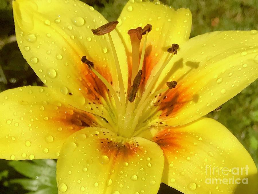 Yellow Tiger Lily Droplets Photograph by CAC Graphics