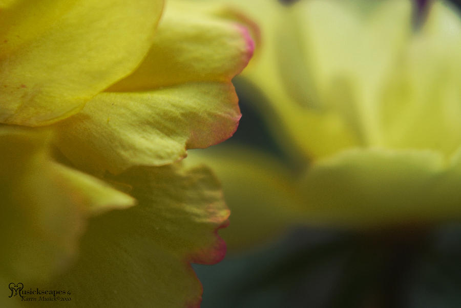 Nature Photograph - Yellow Tiny Moss Roses by Karen Musick