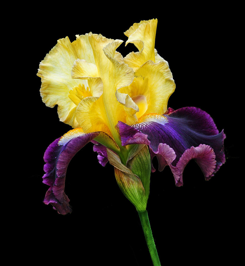 Yellow Top Iris Photograph by Dave Mills | Fine Art America